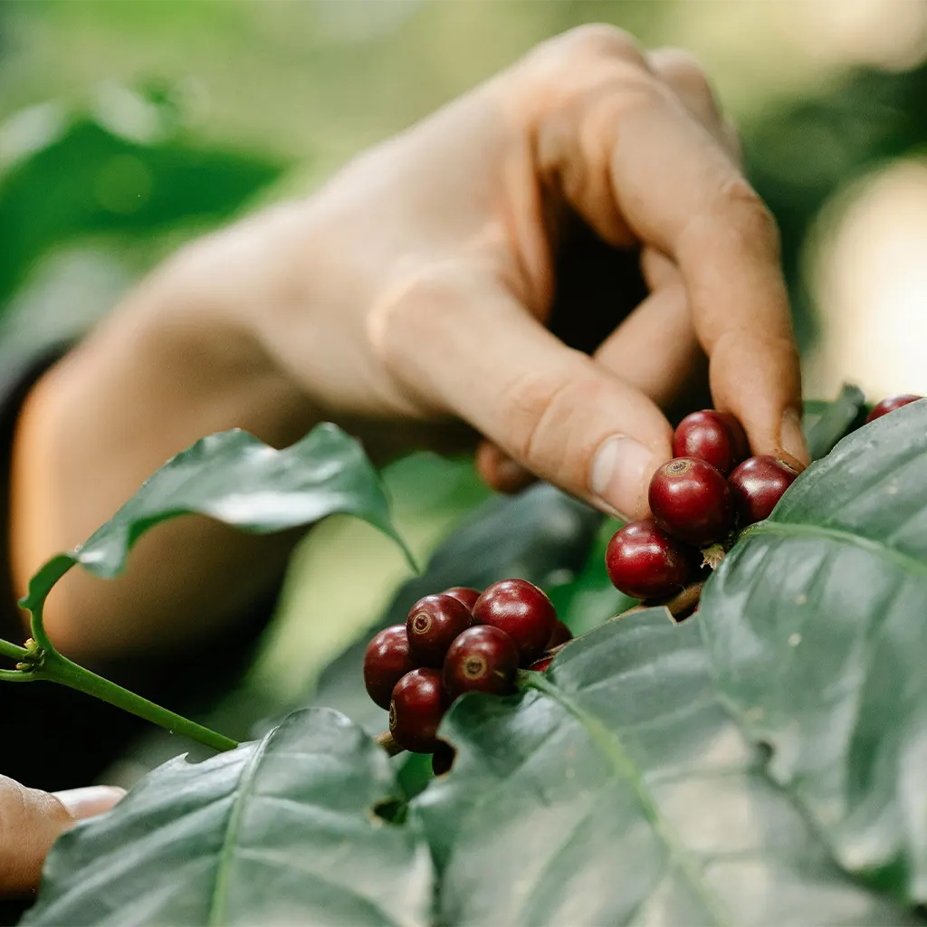 What Are Coffee Varietals?