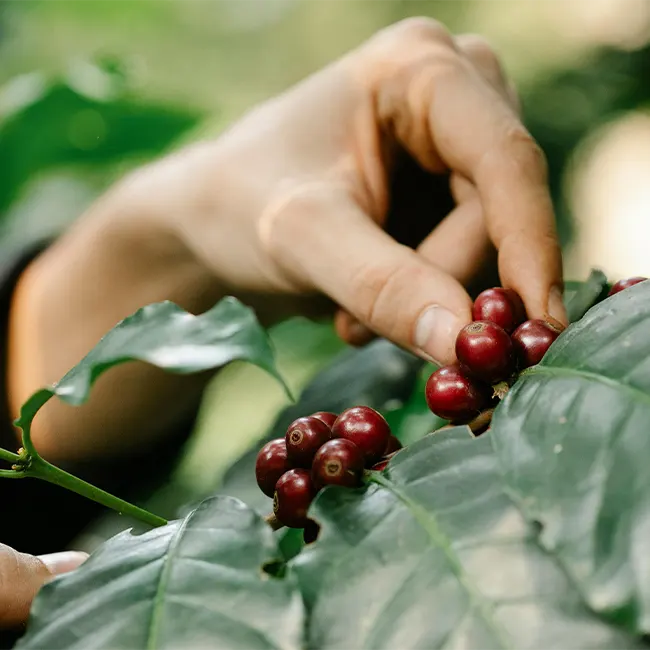 What Are Coffee Varietals?