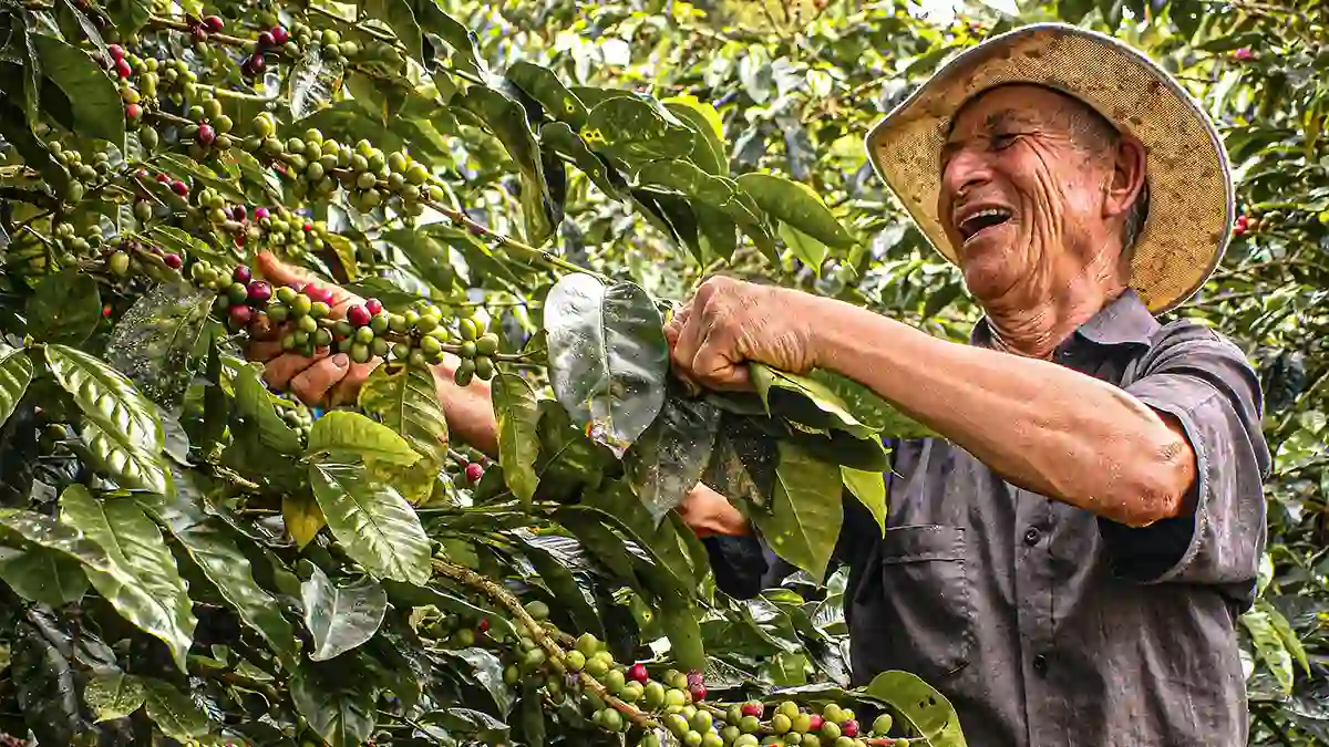 Where does coffee come from?