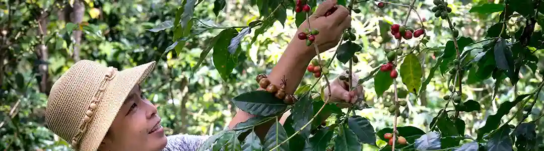 single-origin coffee