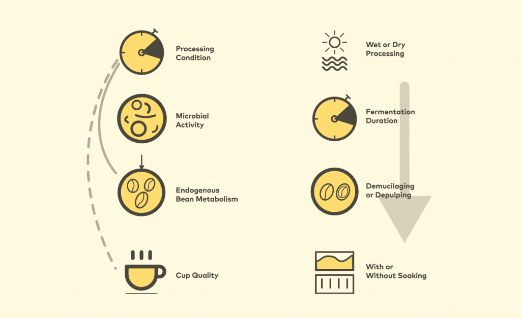 The Coffee Fermentation Process