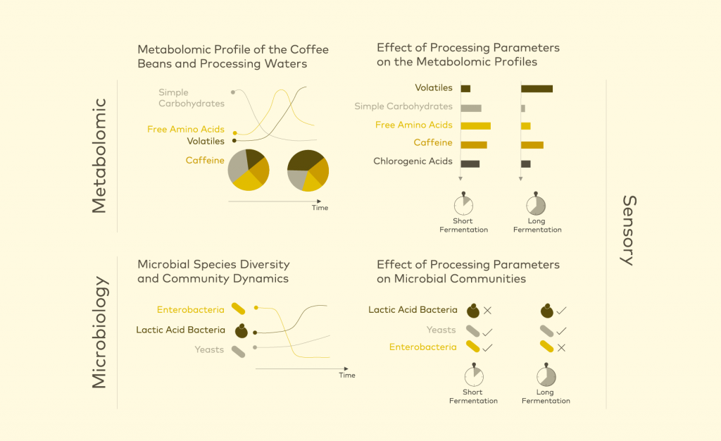 The Fermentation Effect