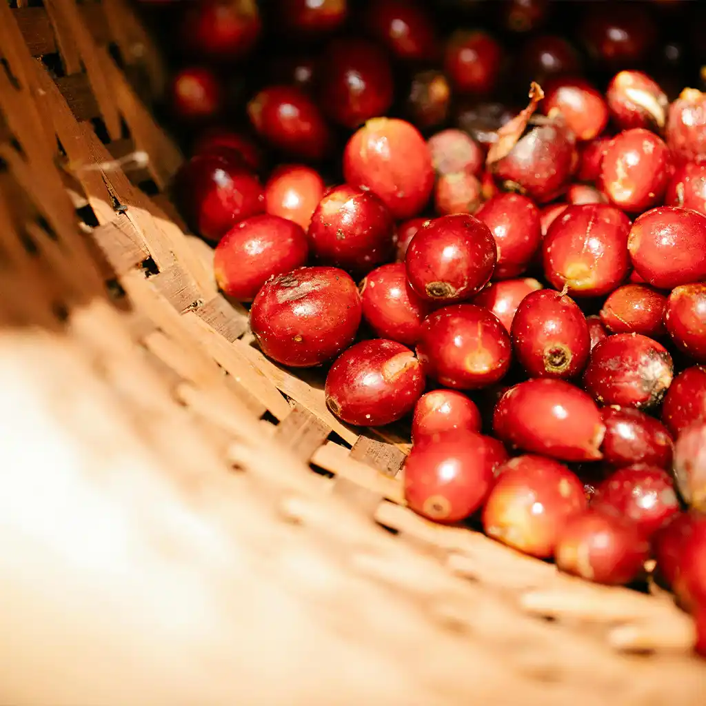 What Makes Kenya AA Coffee Beans Special?