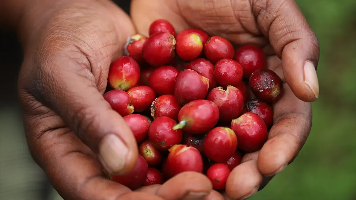 Kenya AA coffee beans