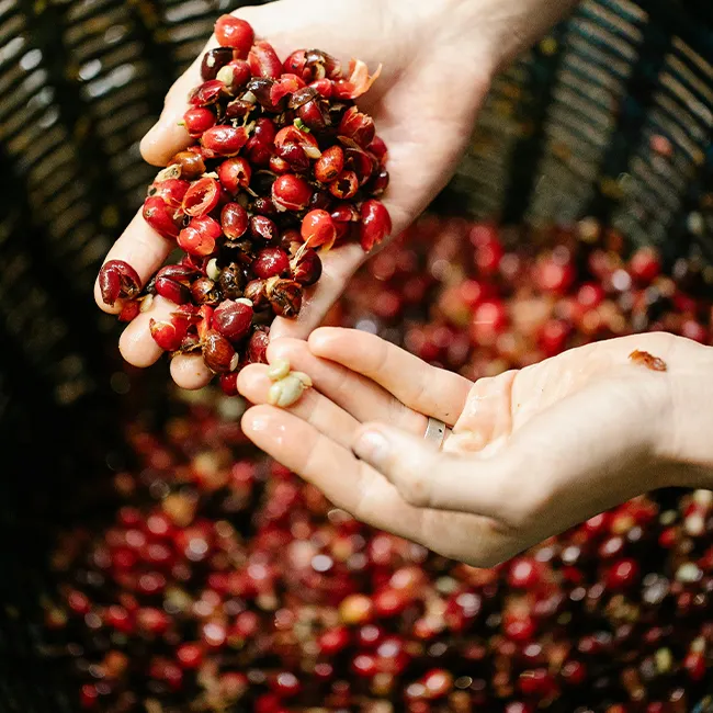 The Ultimate Guide to Coffee Fermentation