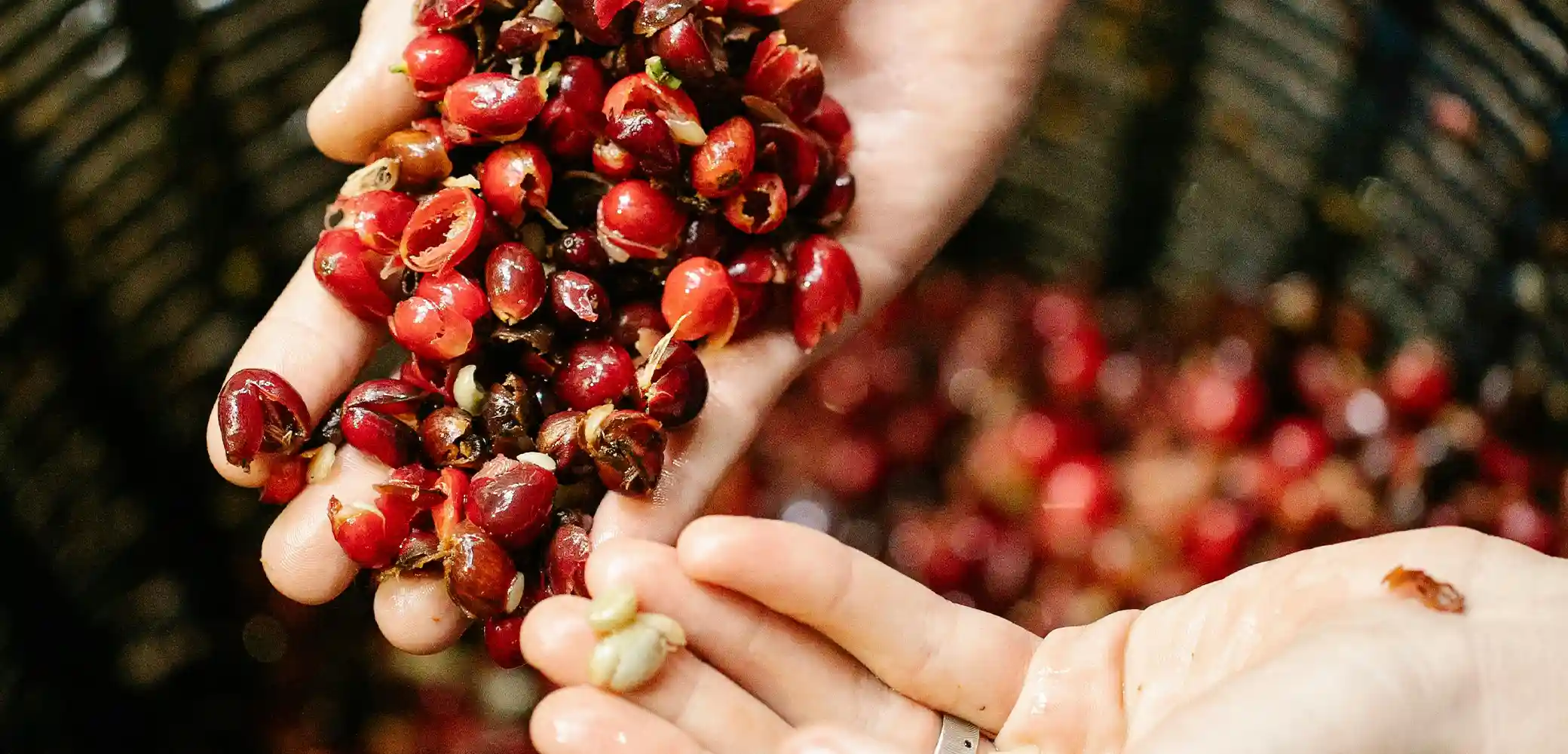 The Ultimate Guide to Coffee Fermentation