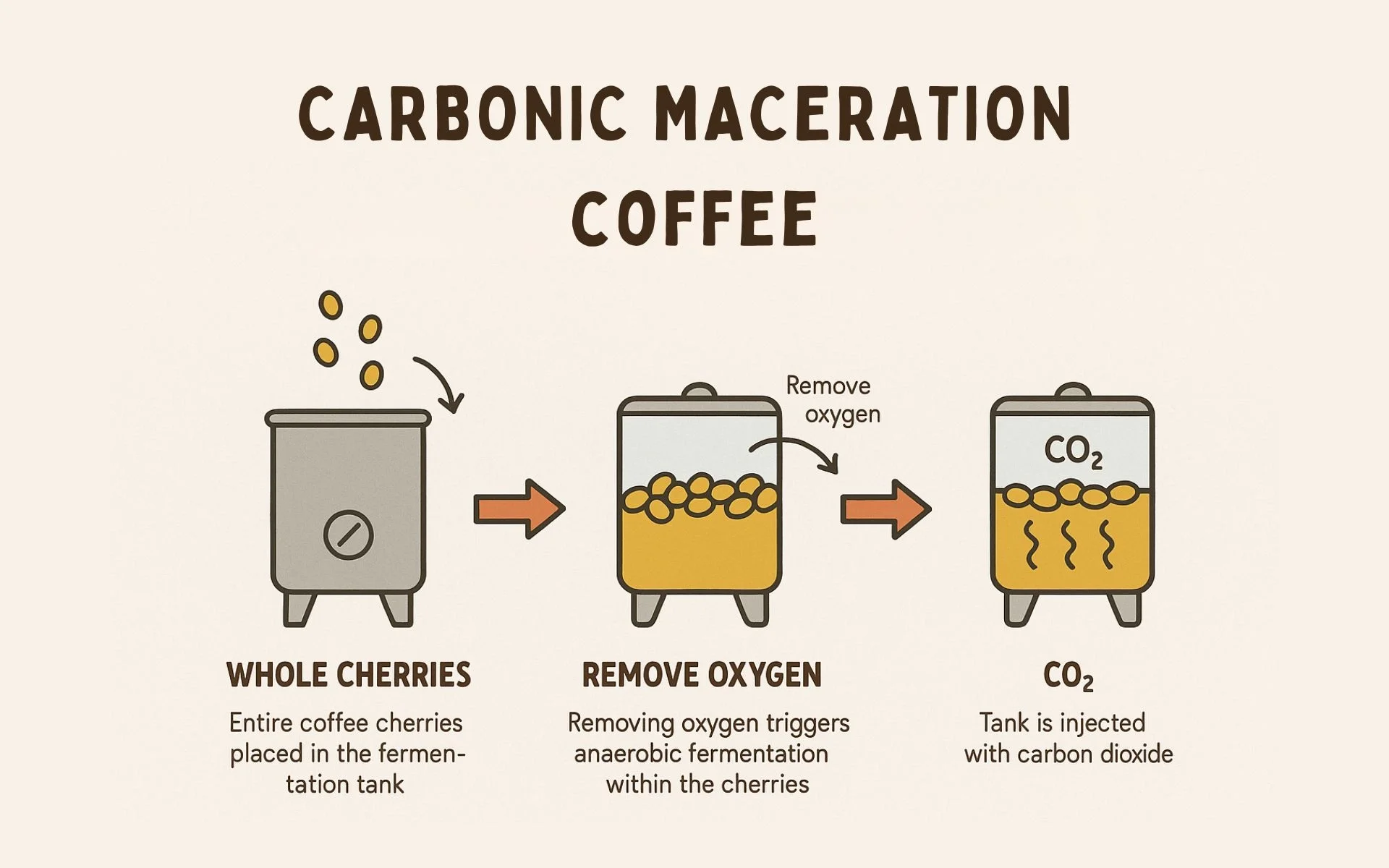 Carbonic Maceration Coffee