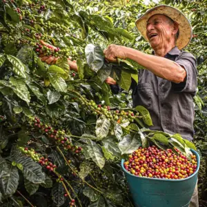 coffee for coffee shops